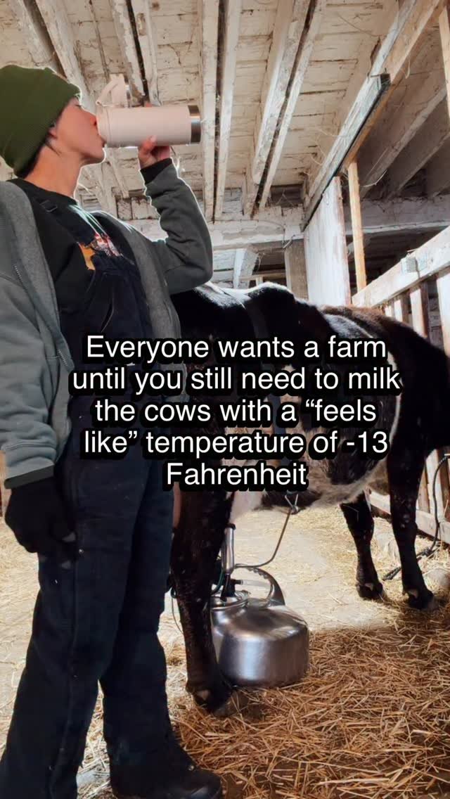 the_frenchiefarm 게시물 이미지: Not my favorite milking weather, but ‘tis the...