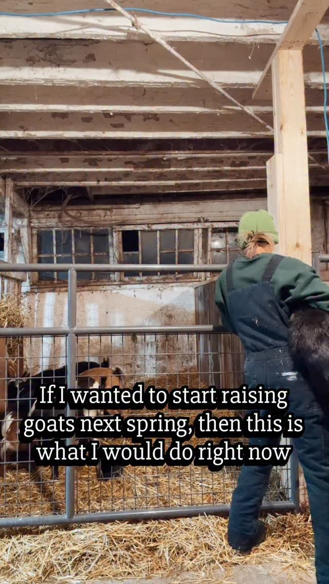 the_frenchiefarm 게시물 이미지: It’s breeding season, and my barn has never...