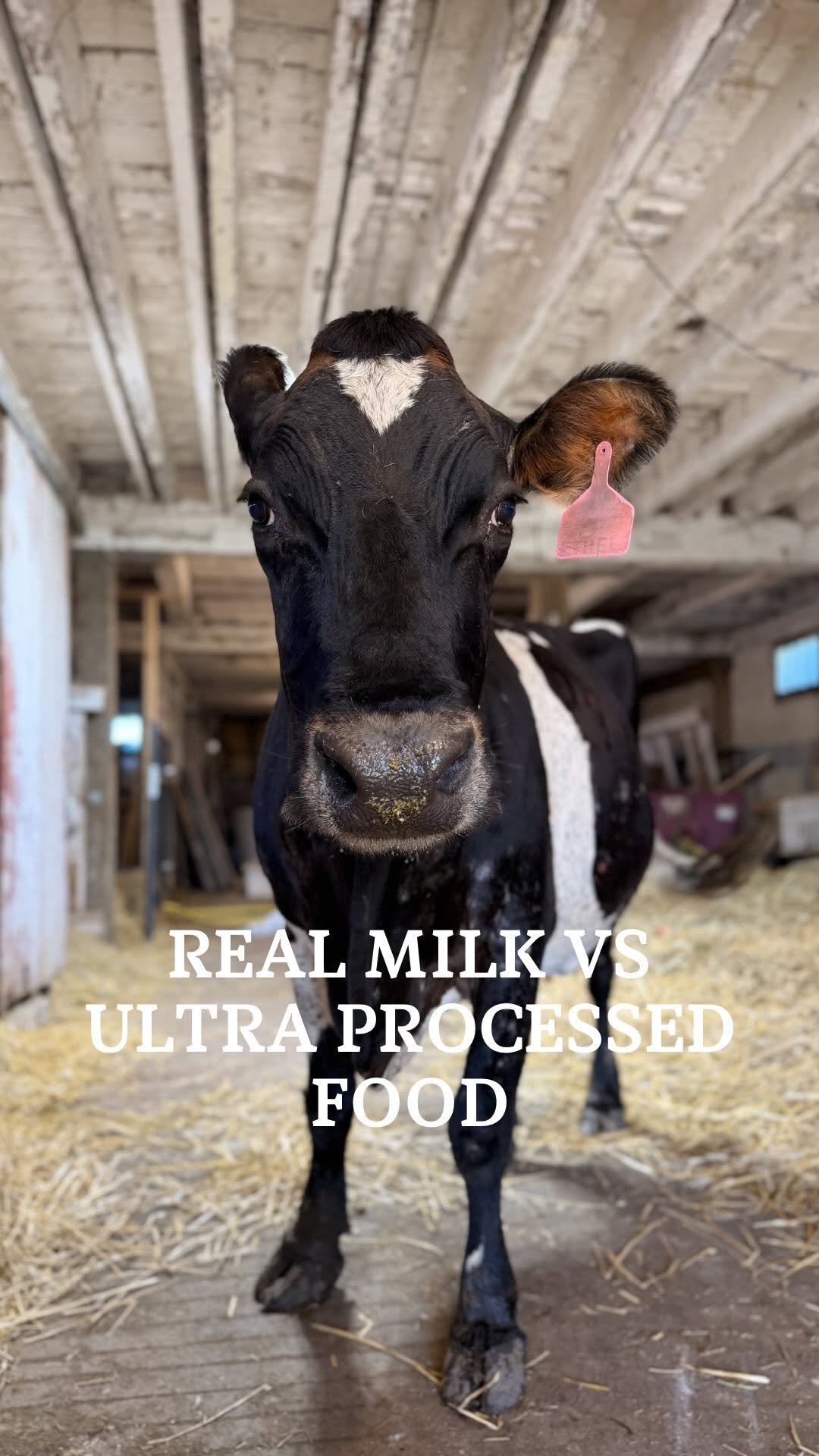 the_frenchiefarm 게시물 이미지: Make it make sense 🫣

#realmilk #dairycows #realfood