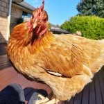 chickendailyig 프로필 사진