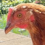 chicken.chit.chat 프로필 사진