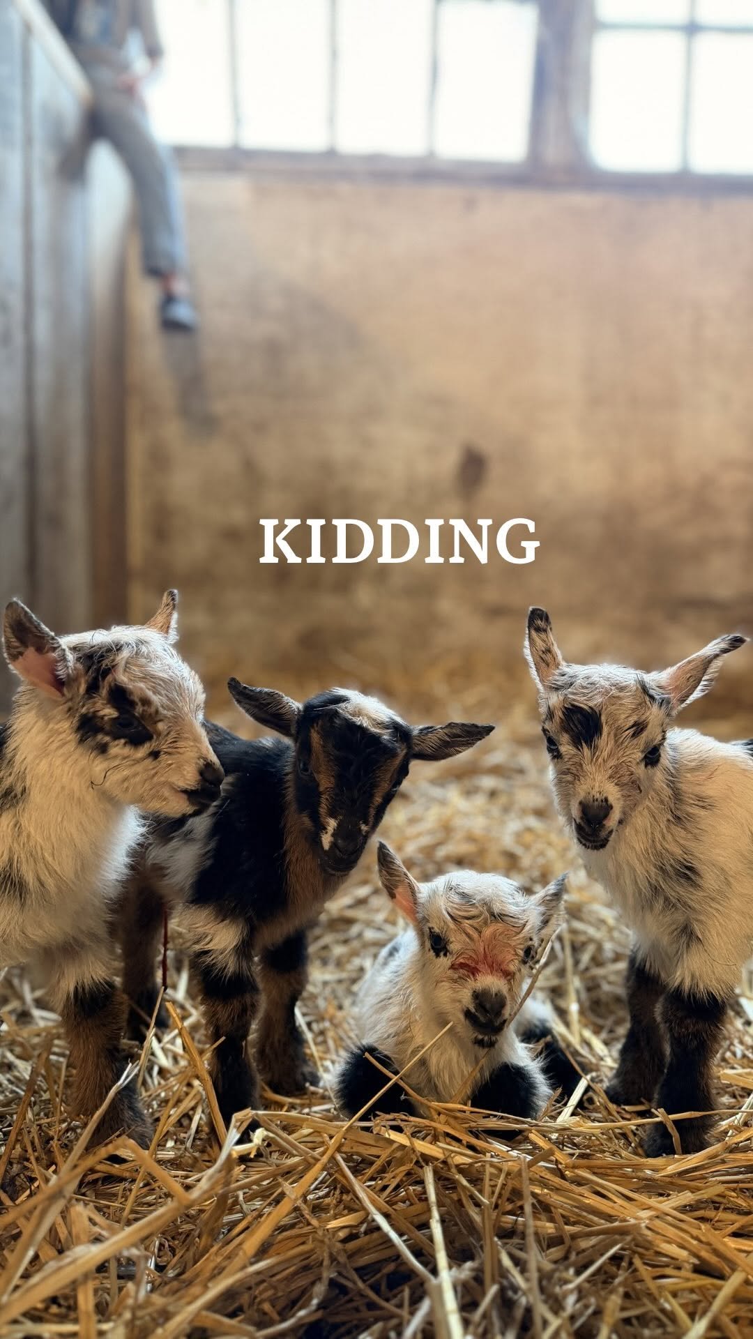 the_frenchiefarm 게시물 이미지: Kidding season is officially in full swing...