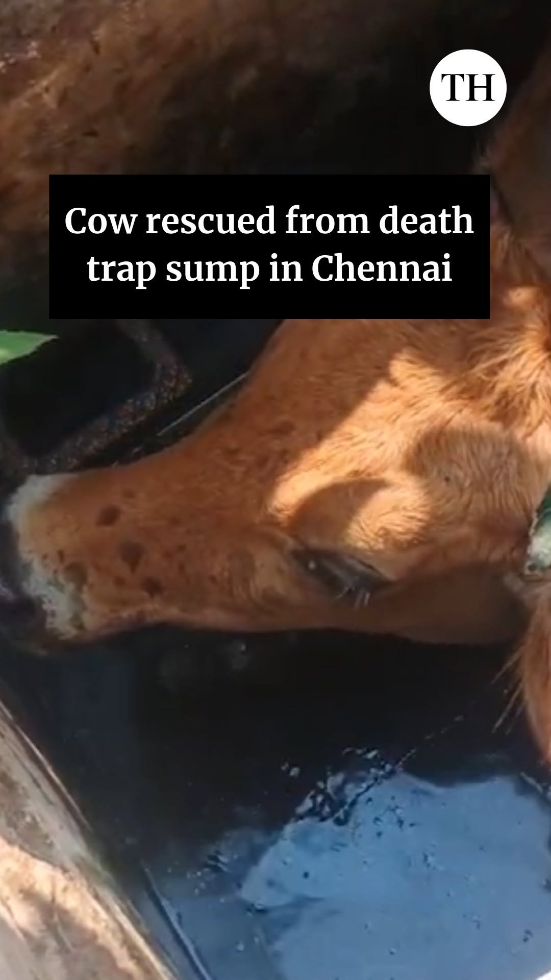 the_hindu 게시물 이미지: Residents and police came together to rescue a...