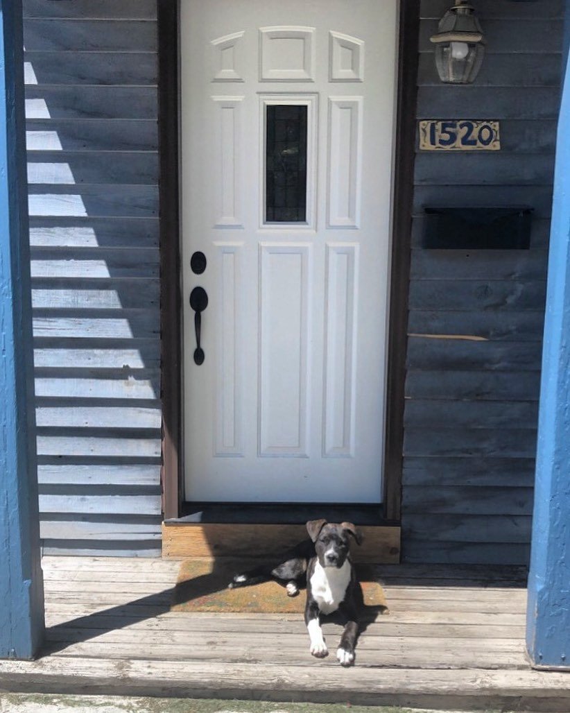 the_neighbor 게시물 이미지: Home is where the pups are.