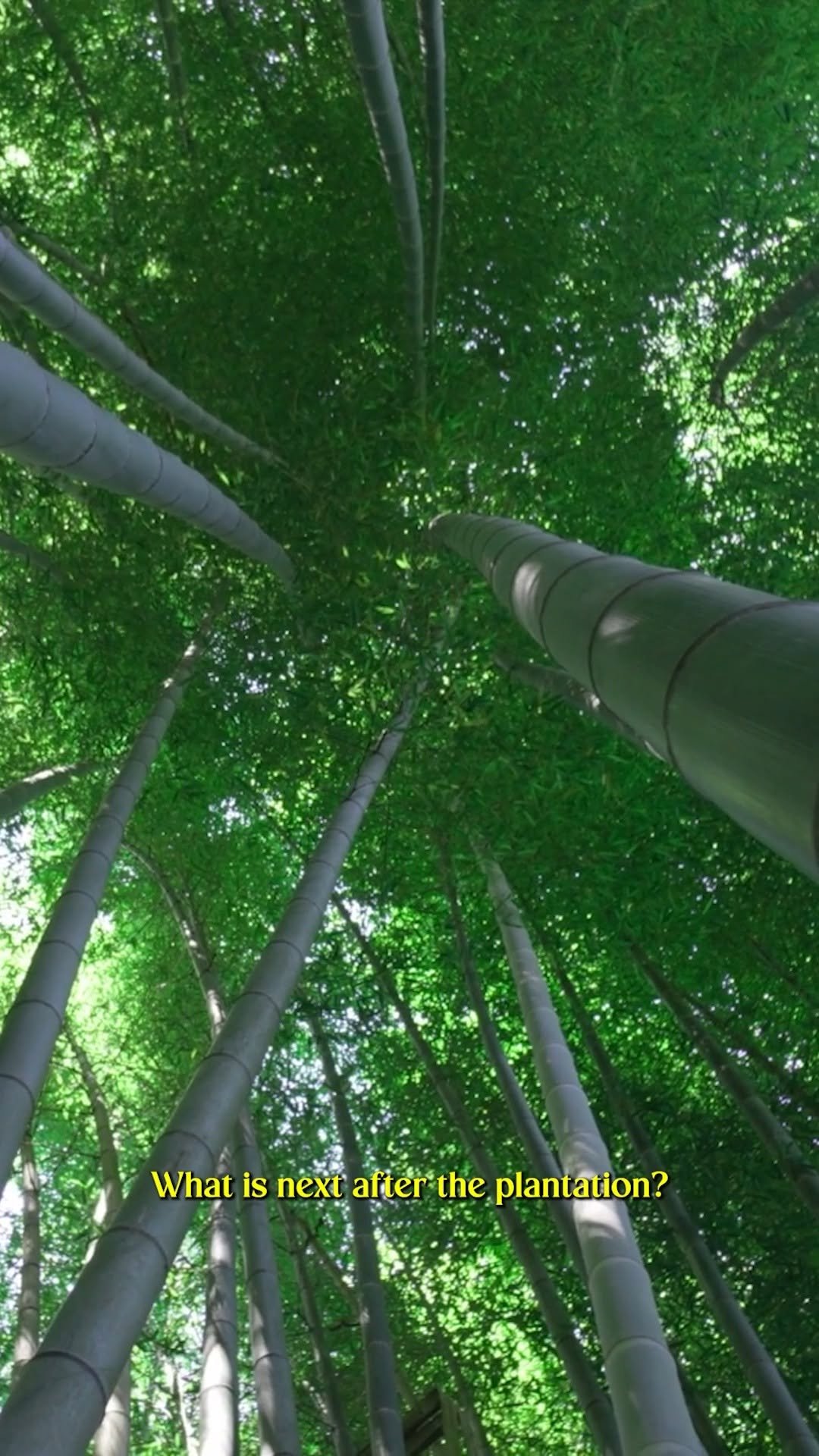 theagritalkshow 게시물 이미지: Bamboo Plantation ही Solution नहीं, Processing...