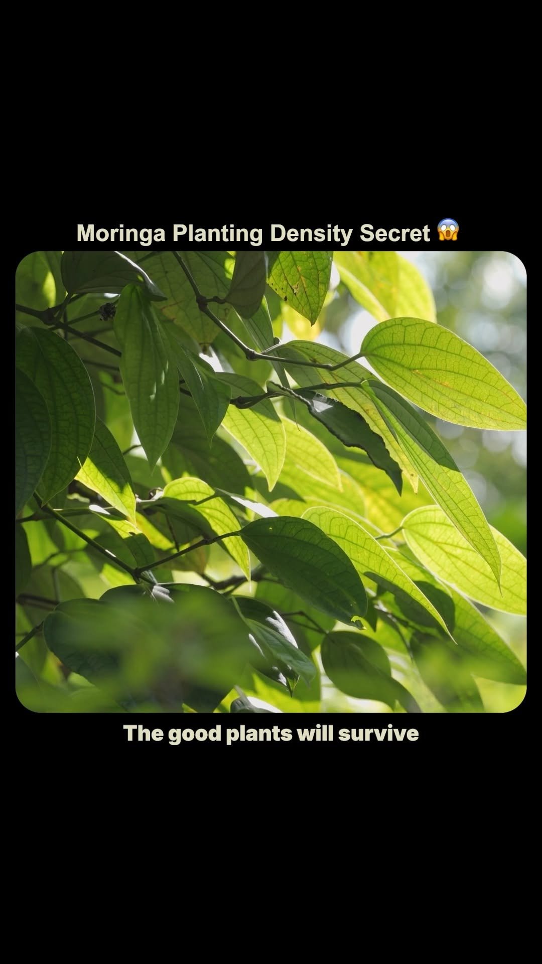 theagritalkshow 게시물 이미지: Moringa crop mein density kaisa hona...