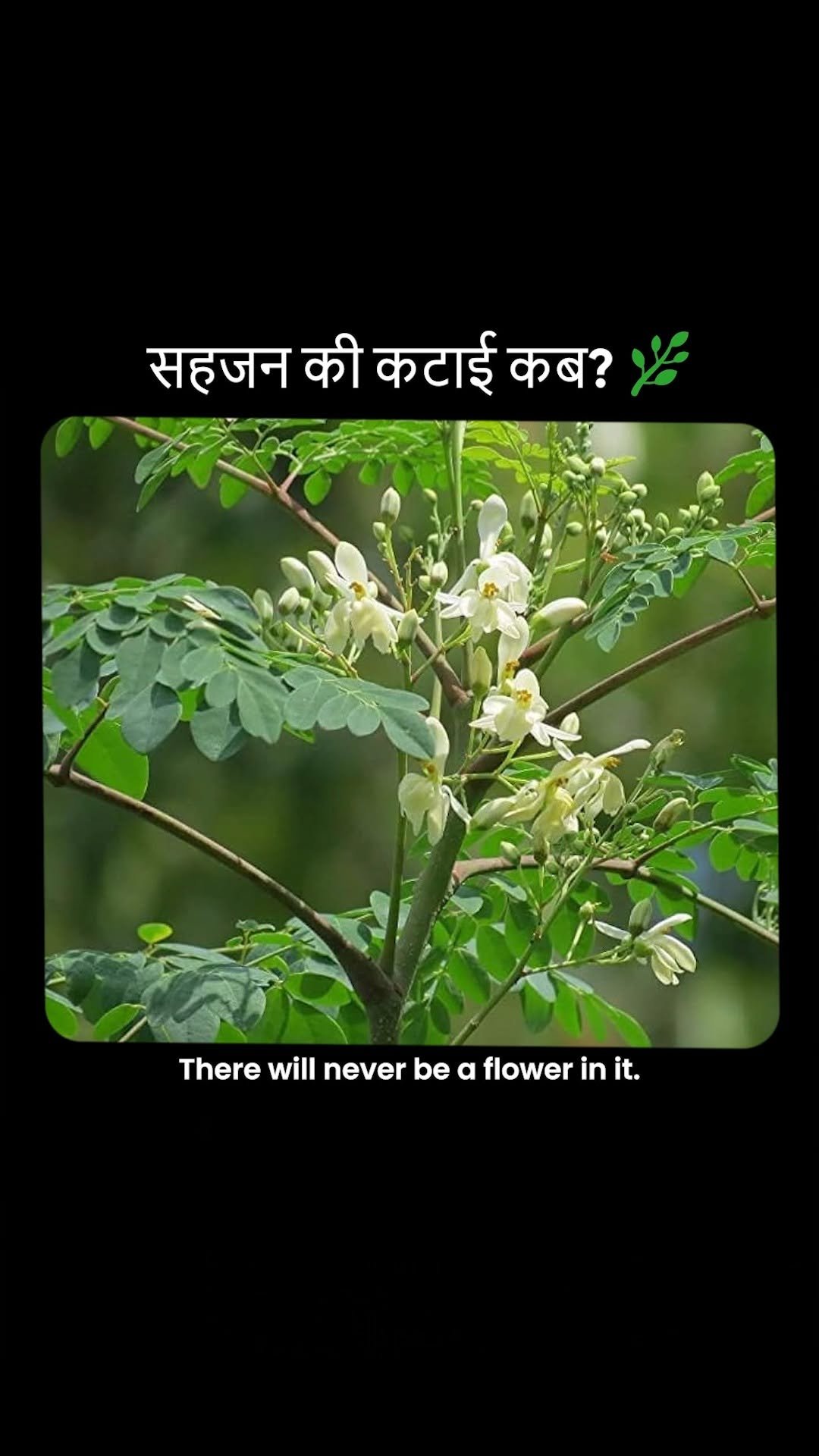 theagritalkshow 게시물 이미지: When and How to Harvest Moringa? सही तरीका...