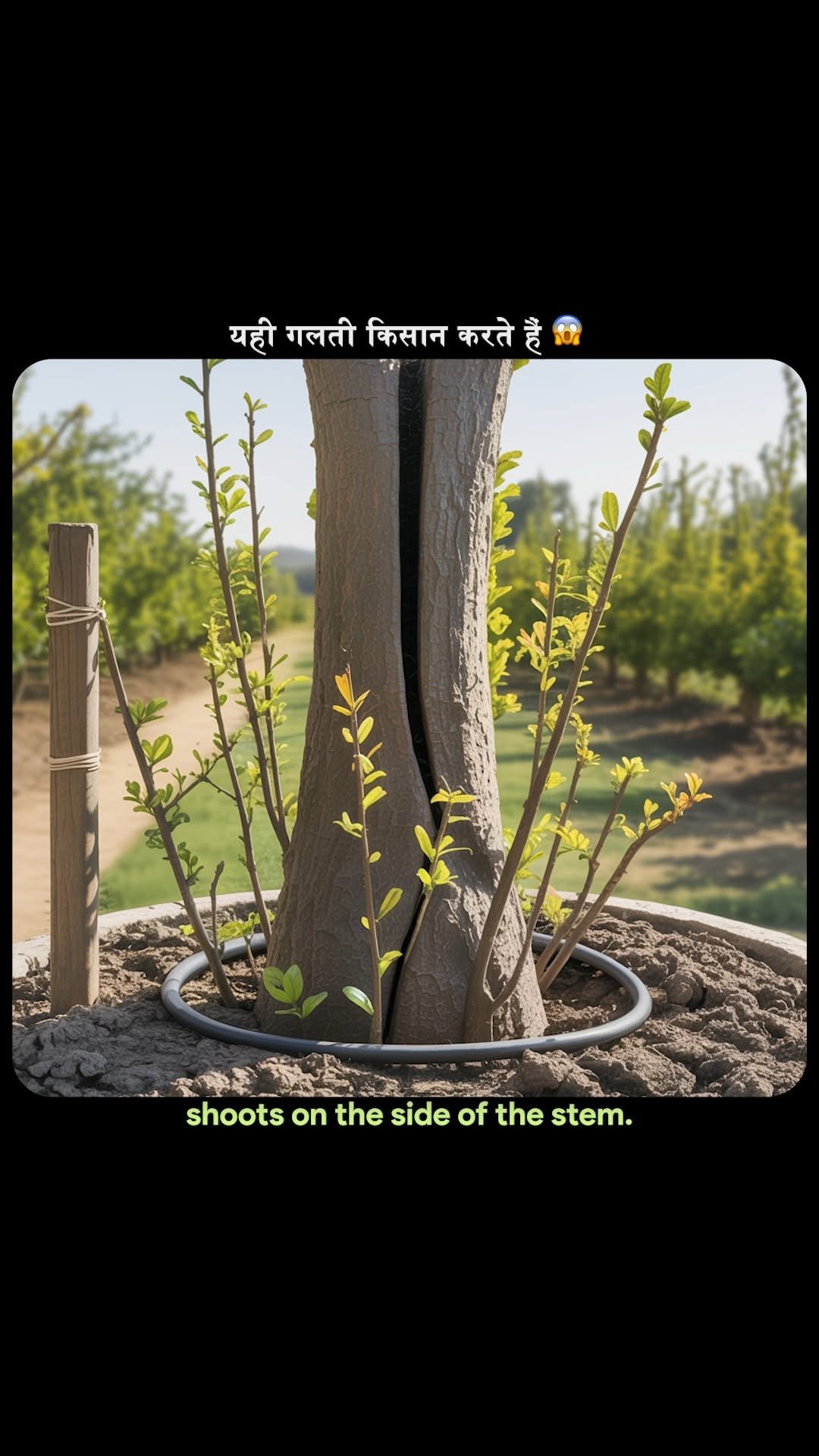 theagritalkshow 게시물 이미지: ये एक गलती से अनार में फल कम आता है ❌ किसान...