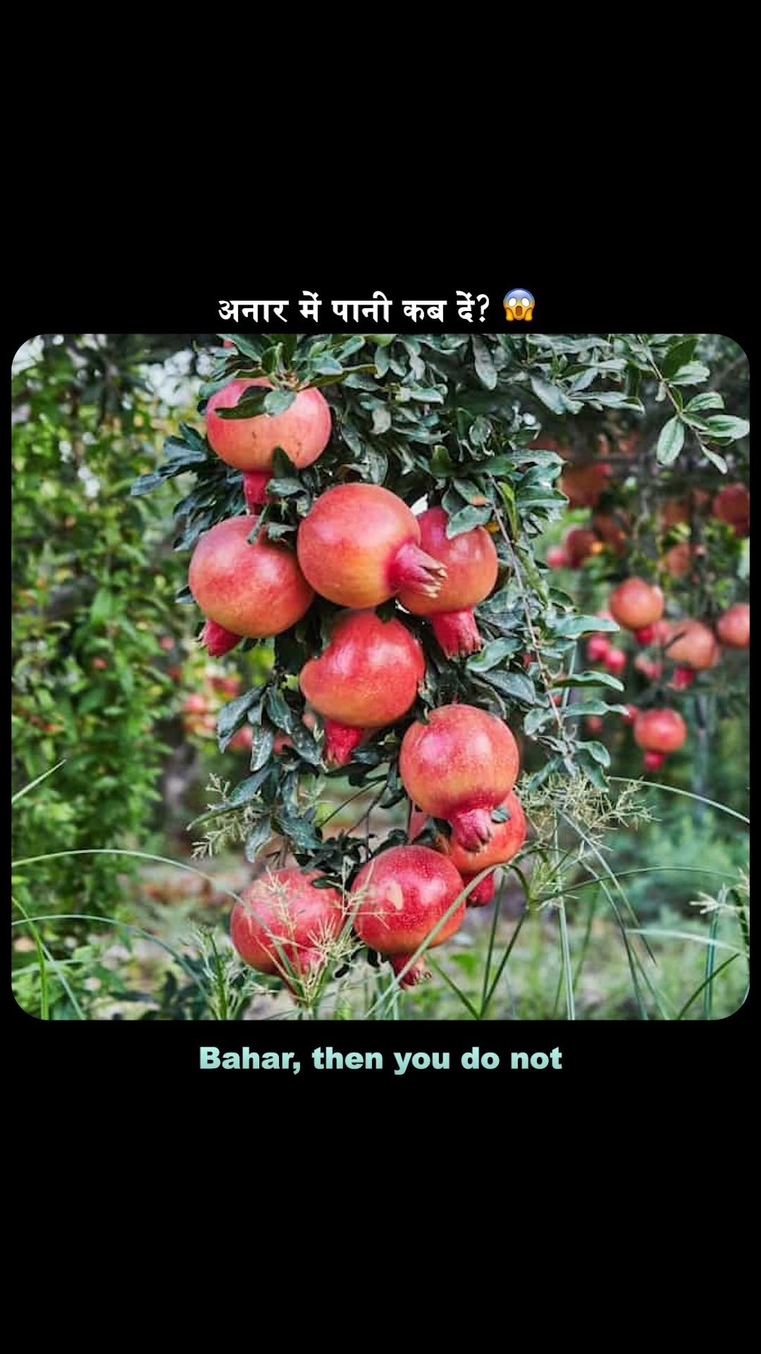 theagritalkshow 게시물 이미지: अनार में पानी कब डालें? Timing ही Yield तय...