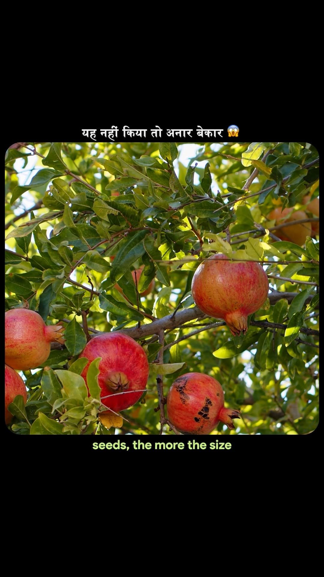 theagritalkshow 게시물 이미지: No Pollination, No Fruit ❌ | अनार में...