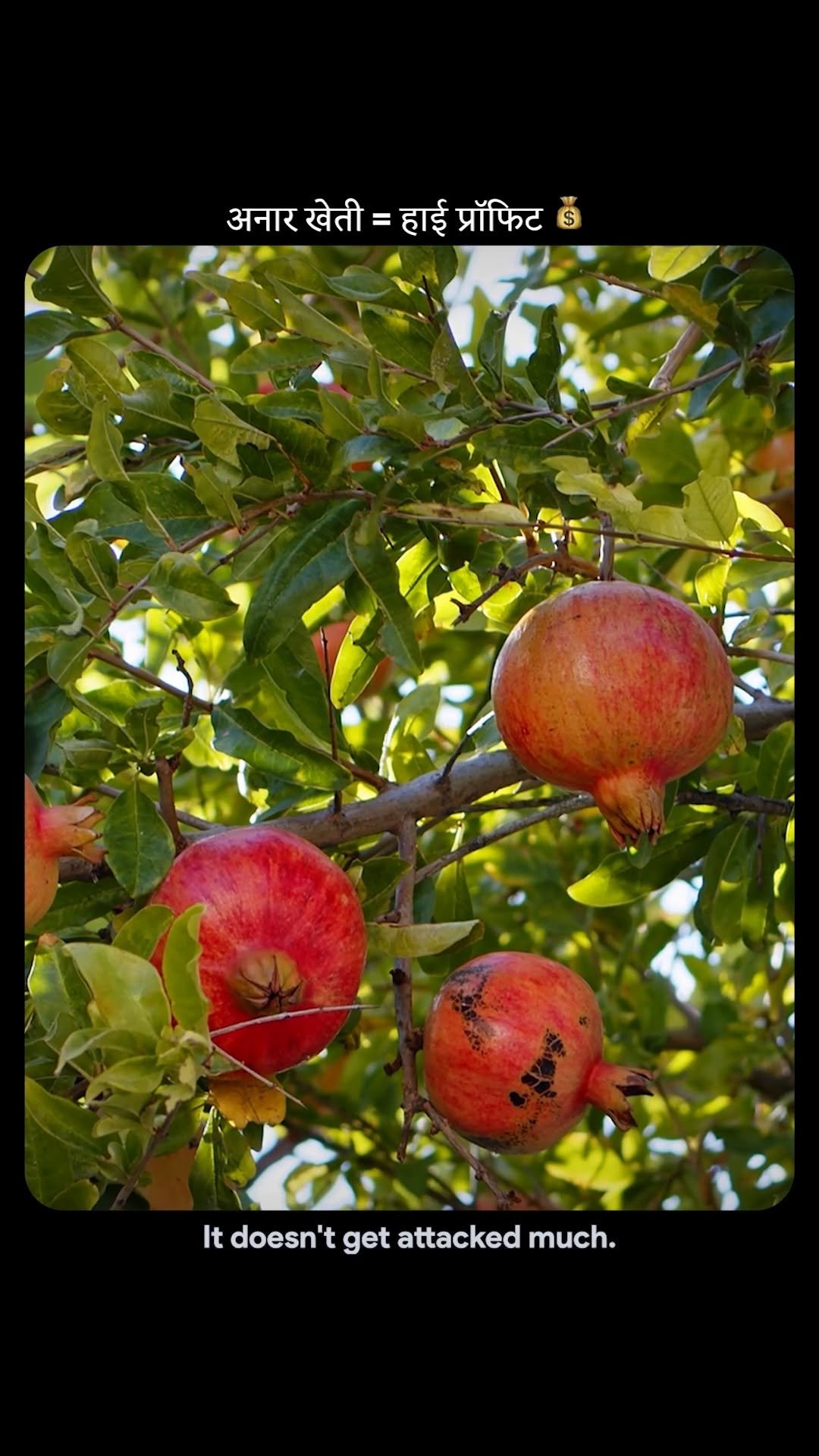 theagritalkshow 게시물 이미지: Pomegranate Farming in India | कम मेहनत,...
