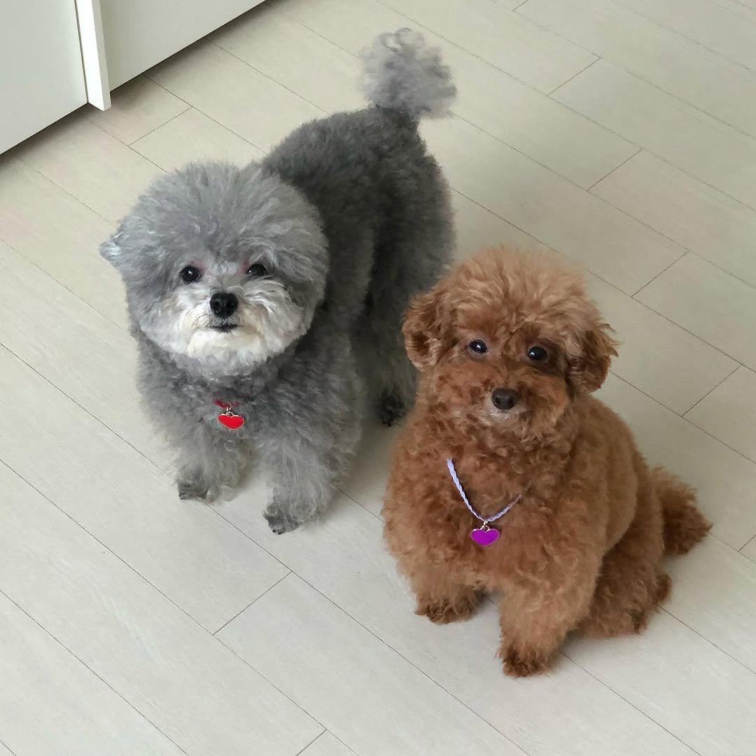 thebiggestbaby_ 게시물 이미지: 외출하려고 준비중이었는데 산책가는줄 알고 자기네 옷 입혀달라고 옷방 따라 들어옴🐨🦁
