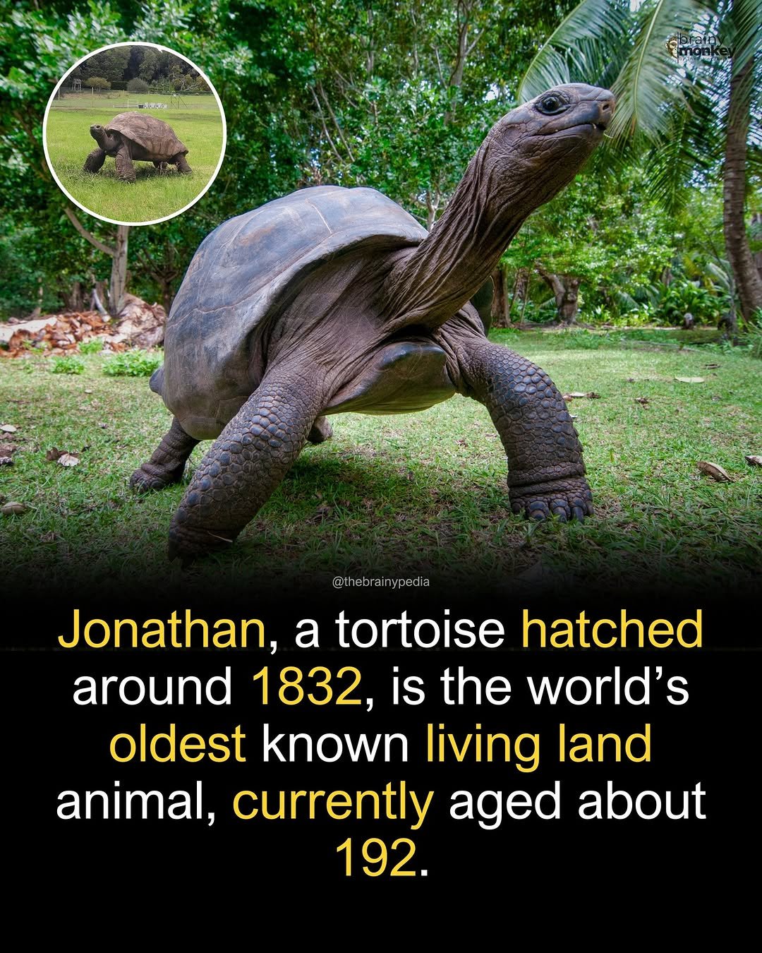 Photo by Brainypedia on December 02, 2025. May be an image of turtle, tortoise and text that says '@thebrainypedia Jonathan, a tortoise hatched around 1832, is the world's oldest known living land animal, currently aged about 192.'.