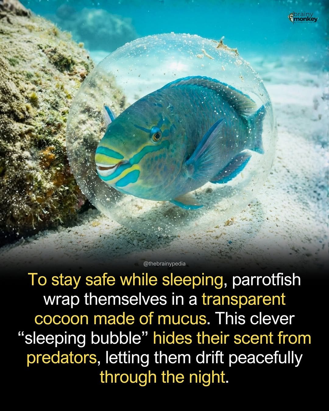 Photo by Brainypedia on January 16, 2026. May be an image of fish and text that says 'cbrainy monkey @thebrainypedia To stay safe while sleeping, parrotfish wrap themselves in a transparent cocoon made of mucus. This clever "sleeping bubble" hides their scent from predators, letting them drift peacefully through the night.'.