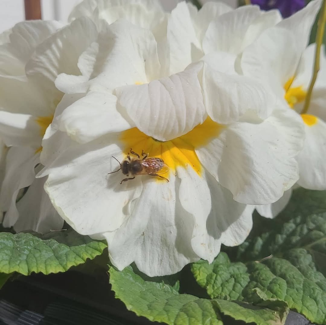 thehiphomestead 게시물 이미지: happy bees
