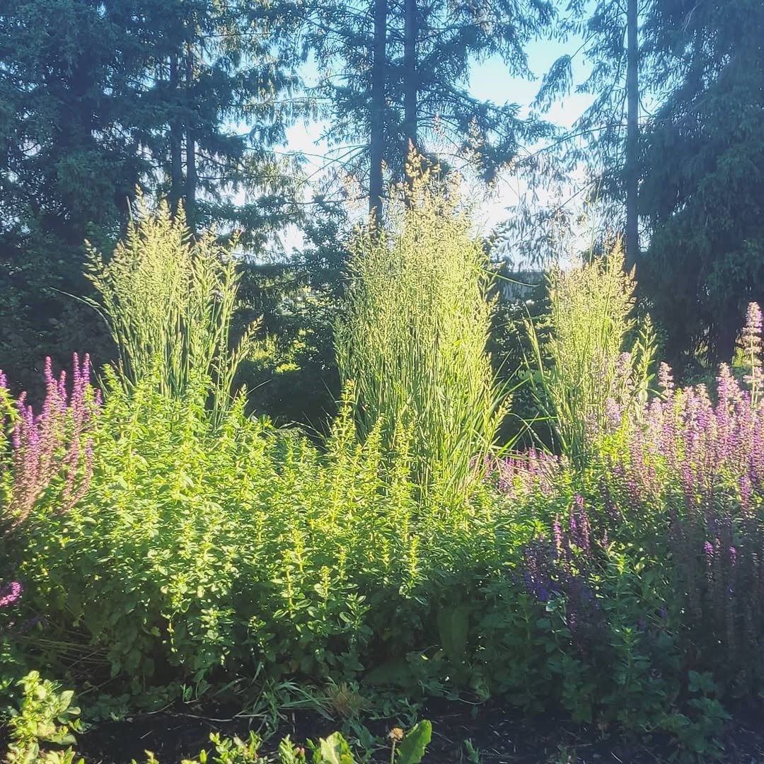 thehiphomestead 게시물 이미지: Morning in the garden ☀️

#homegardenlifestyle...