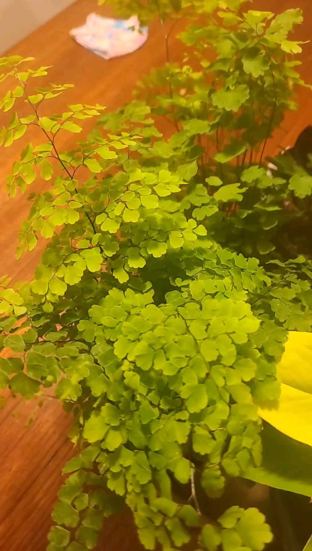 thehiphomestead 게시물 이미지: oops I did it again! 🙊

I can go home alone...