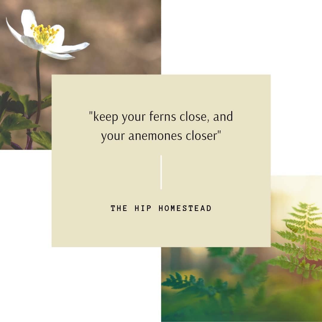 thehiphomestead 게시물 이미지: "keep your ferns close and your anemones...