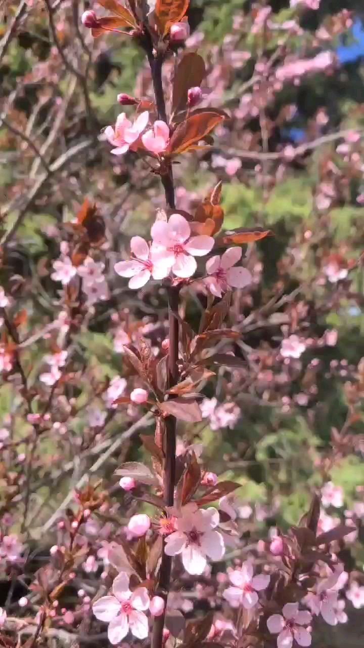thehiphomestead 게시물 이미지: Our plum blossoms are looking gorgeous this year 😍😍