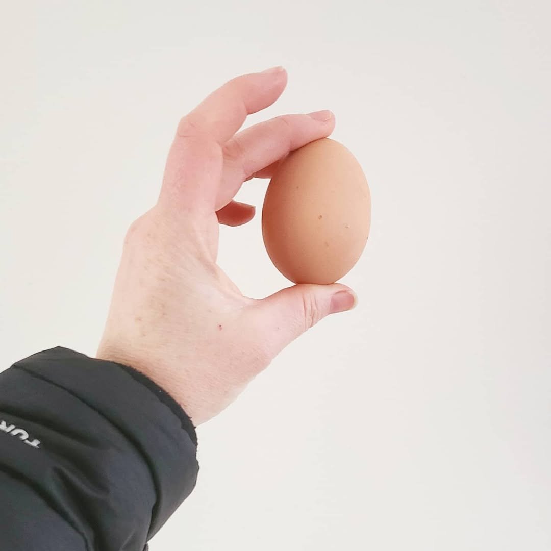 thehiphomestead 게시물 이미지: 😂😂😂😂😂😂😂

Oh Spring! 
It's that chilly morning...
