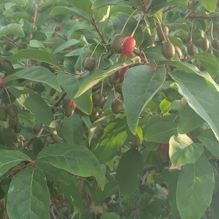 thehiphomestead 게시물 이미지: Goumie berry madness 😀

#goumieberry...