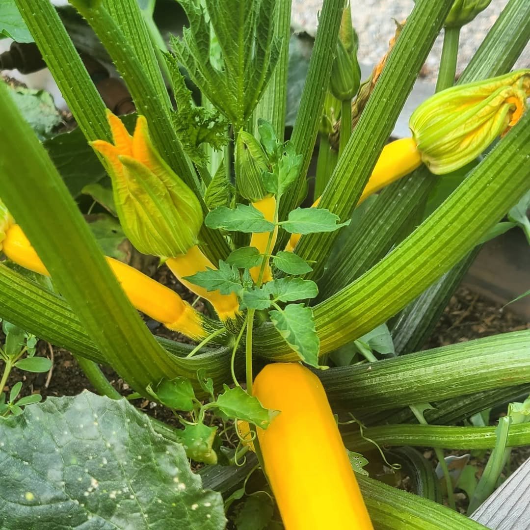 Photo shared by The Hip Homestead on June 29, 2021 tagging @thehiphomestead.