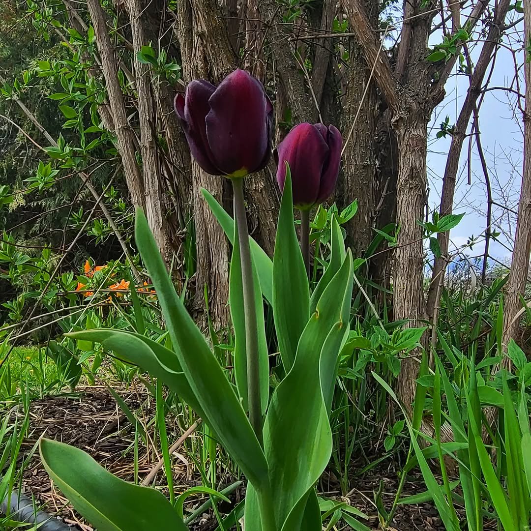 thehiphomestead 게시물 이미지: The first Queen of the Night tulips of the...