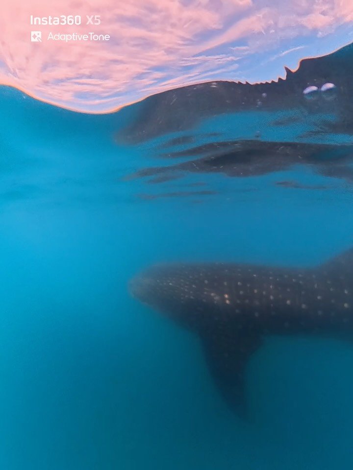 thejordanwelch 게시물 이미지: Snorkelling with whale sharks in La Paz...