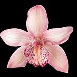 diaryof.orchid 프로필 사진