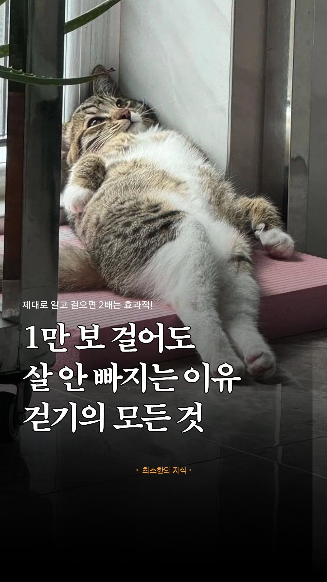 thequest_book 게시물 이미지: 1만 보 걷기의 시작은 사실 ’만보계‘ 마케팅의 일환이였다는 사실, 아셨나요?😳...