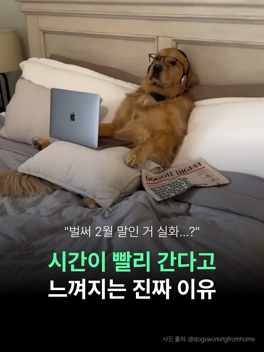 Photo by 더퀘스트 출판사 on February 19, 2026. May be an image of golden retriever and text.