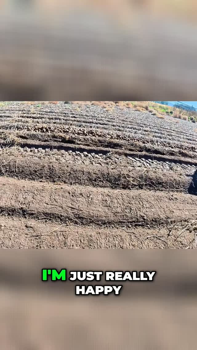 therockymountainfarmer 게시물 이미지: These potatoes are HUGE! Looks like a great...