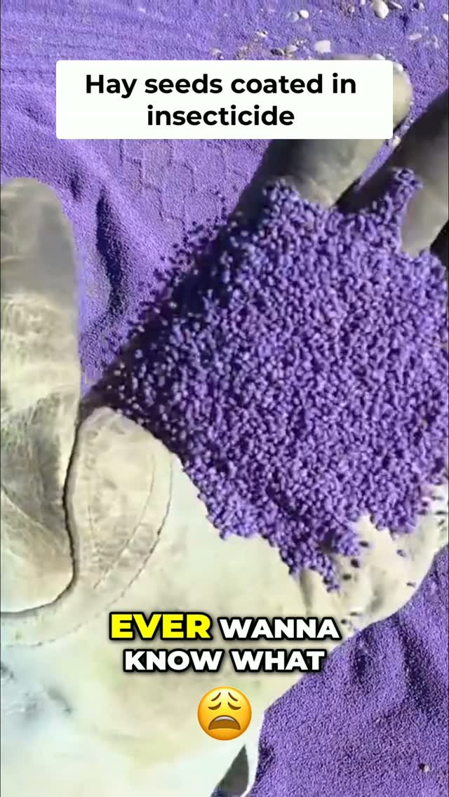 therockymountainfarmer 게시물 이미지: Ever wonder about hay seeds? That purple...