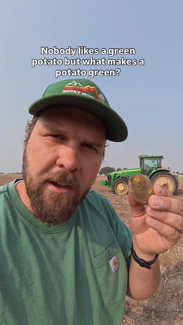 therockymountainfarmer 게시물 이미지: What makes a potato green? #farm #agriculture #potato