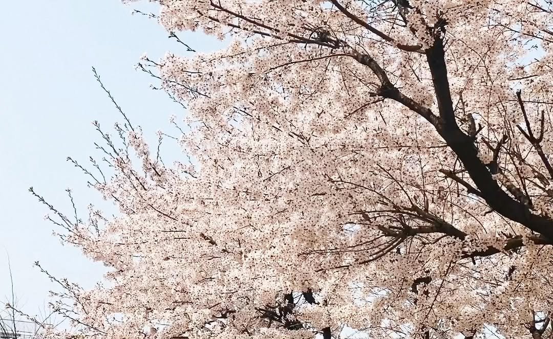 thevvip 게시물 이미지: 봄눈 온 날.
#springhassprung 
#springsnowflake