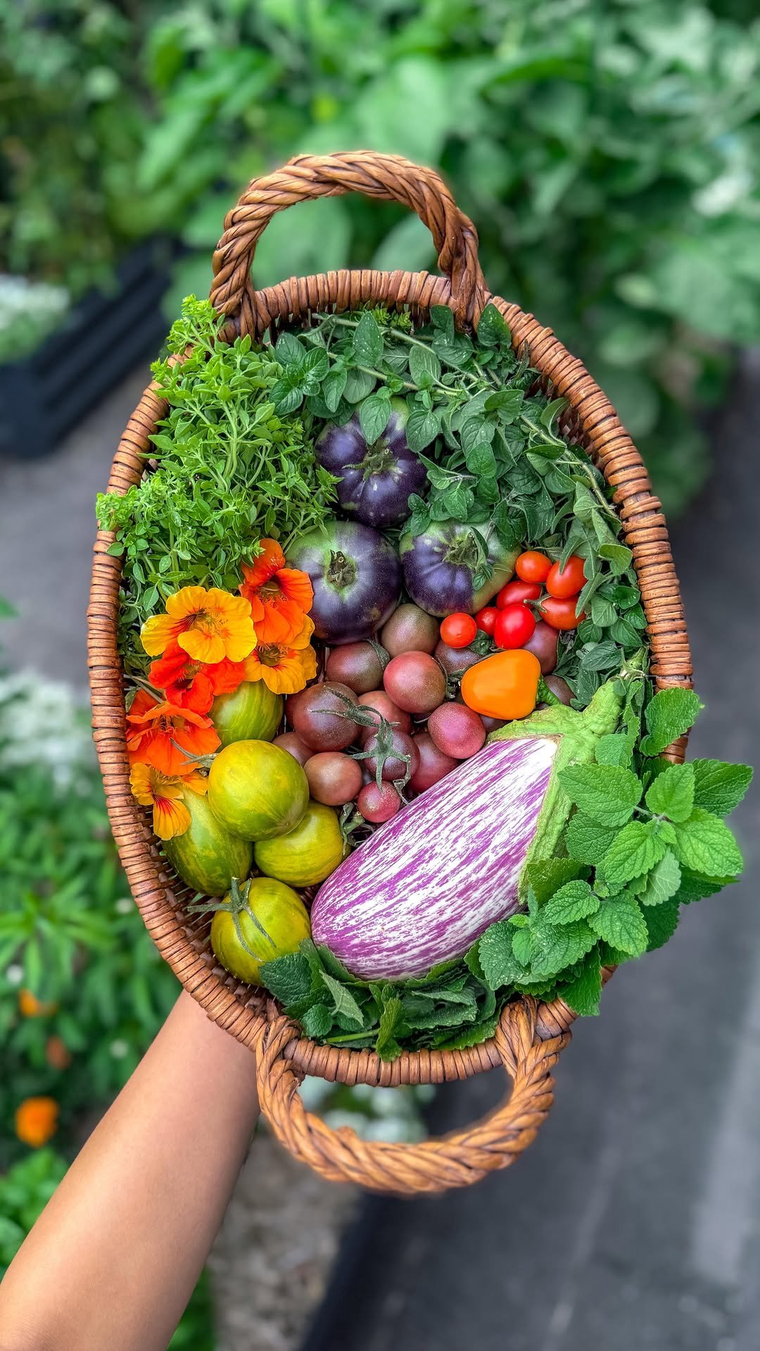 thrivingonplants 게시물 이미지: Last garden harvest of 2025 🌿👩🏻‍🌾🧺 

Happy New...