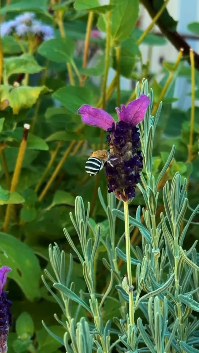 thrivingonplants 게시물 이미지: Happy World Bee Day 🐝 

This is my little...