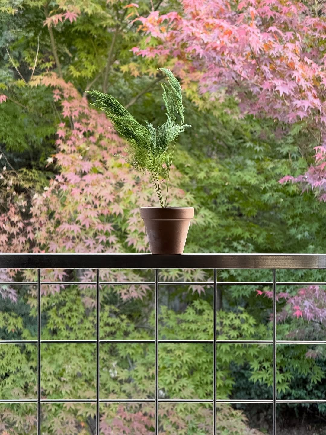 Photo shared by Hyun Son on November 05, 2025 tagging @because_ilike_plants. May be an image of text.