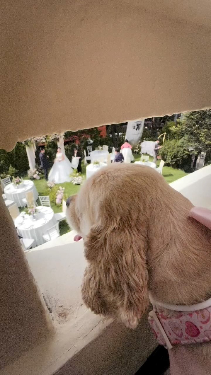 tiltedhannam 게시물 이미지: 엄마 아빠의 가장 행복한 순간을 함께한 
댕댕이 친구들🐶🐶

쉴 새 없이 꼬리를...