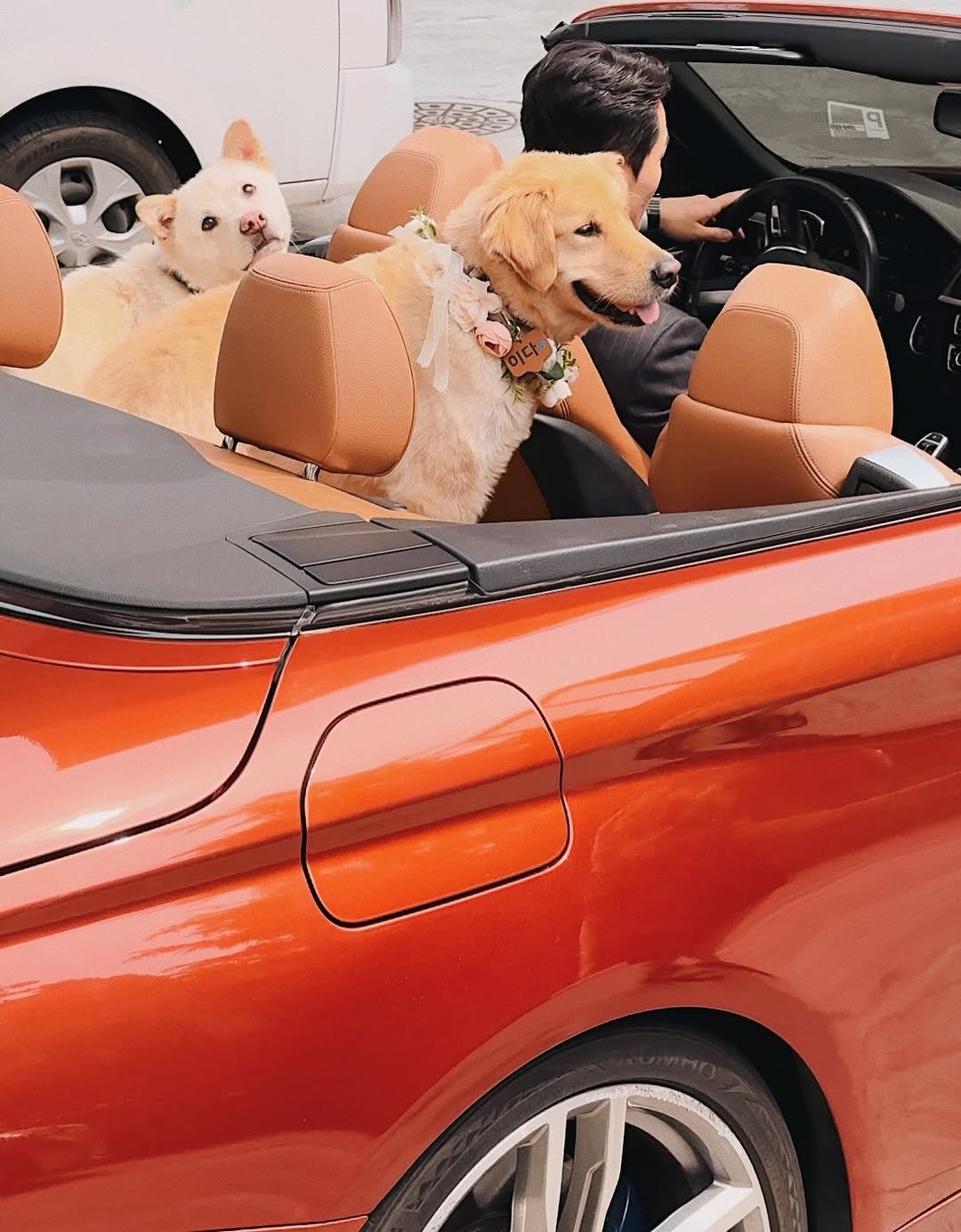 Photo by 틸티드 한남 on August 12, 2025. May be an image of 1 person, Maltese, Norwich terrier, convertible, roadster, minivan and text.