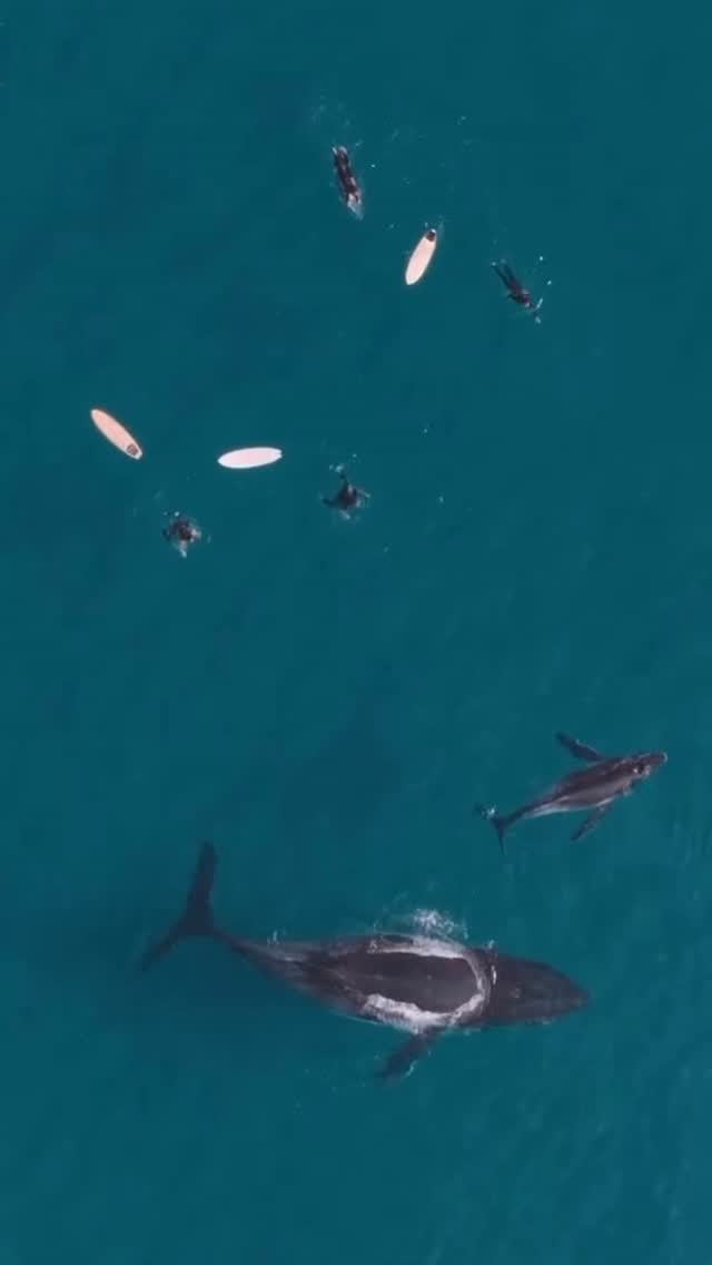 tim_bonython_swellchasers 게시물 이미지: How’s this awesome drone shot by...