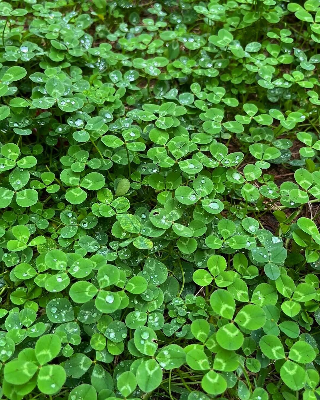 Photo by 유빈이tmi on April 11, 2025. May be an image of white clover, grass and text.