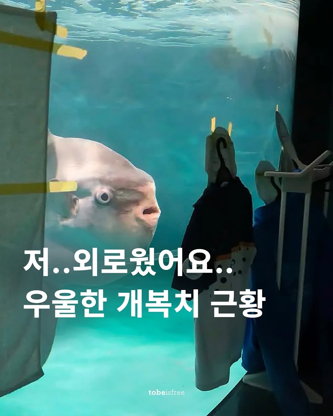 Photo shared by 토비 | 여행하는 프리랜서 on September 27, 2025 tagging @jinair_lj, and @shimonoseki_aquarium_kaikyokan.