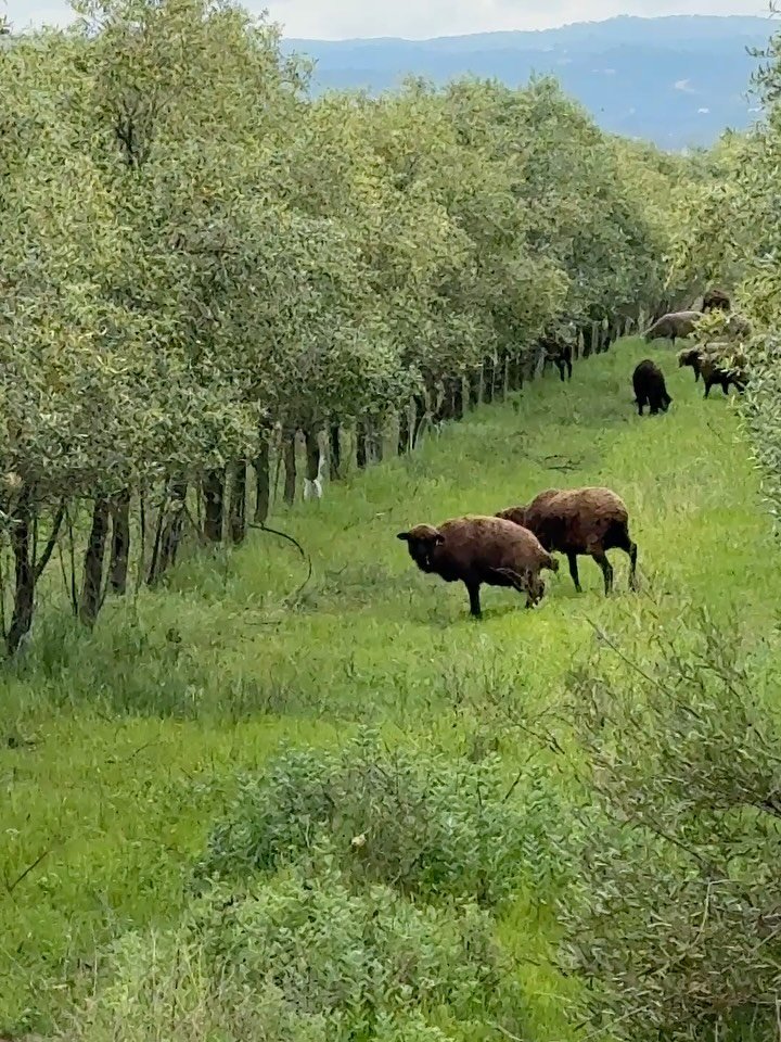 todak_table 게시물 이미지: 스페인 올리브 농장주 엔리카 아저씨께서 이번 달 농장 사진을 보내주셨어요 :)
비...