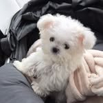 pong9_ya 프로필 사진