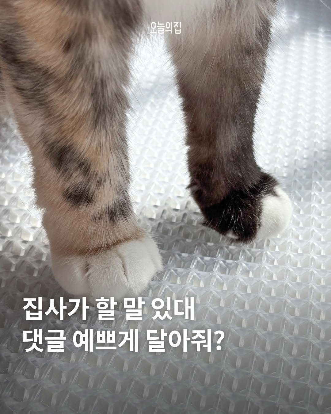 Photo by 오늘의집 on October 05, 2025. May be an image of tortoiseshell cat, kitten, pie and text that says '오늘의집 집사가 할 말 있대 댓글 예쁘게 달아줘?'.