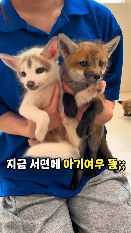 todays_busan 게시물 이미지: 안녕하세오 아기여우에오🦊

여긴 국내유일
아기 붉은 여우부터
아기 고양이
아기...