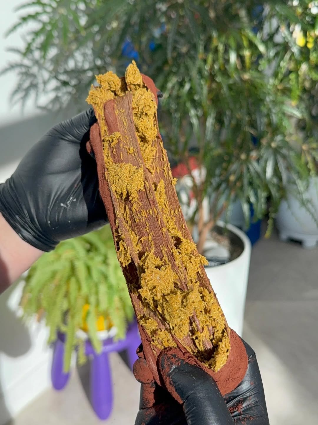 Photo by 오늘의 꾸움 / 𝘛𝘖𝘋𝘈𝘠 '𝘚 𝘋𝘙𝘌𝘈𝘔  남양읍 베이커리 맛집 on December 17, 2025. May be an image of chameleon, lizard and text.