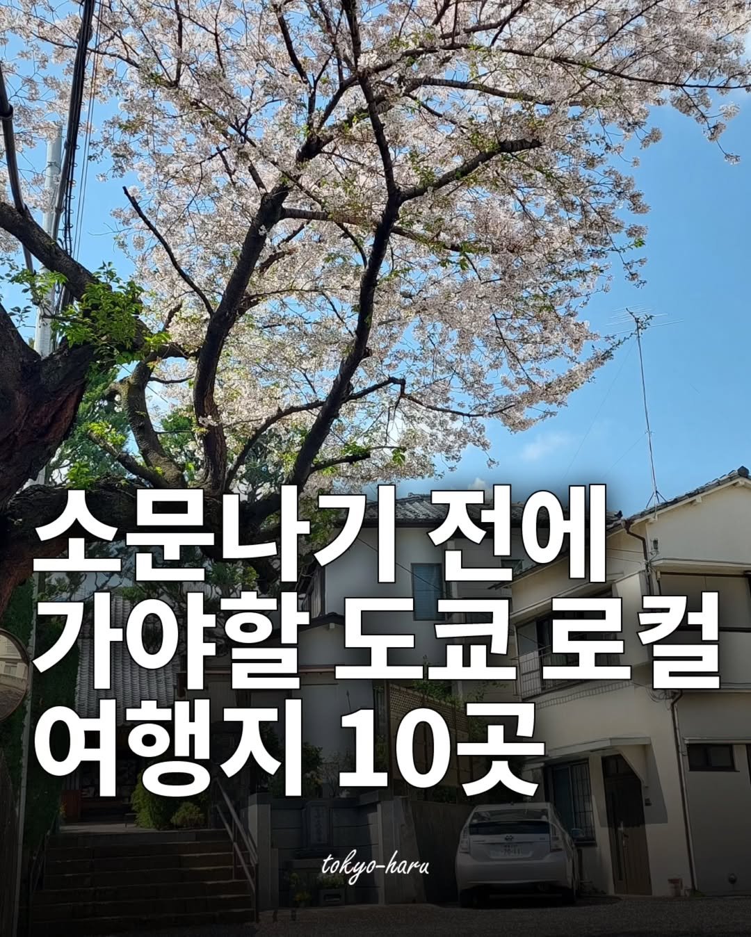 Photo by 도쿄하루 | 거주자가 알려주는 도쿄여행 정보 🗼 on March 13, 2025.