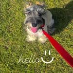 ok_schnauzer 프로필 사진